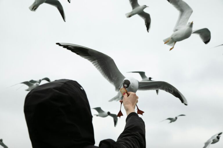 person feeding crackers to eagles flying down